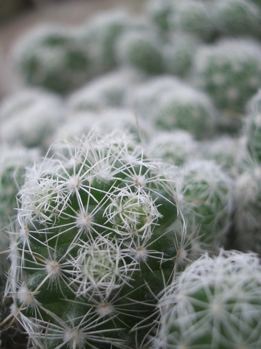 [Picture: Cactus 2]