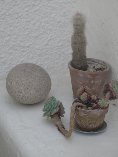[Picture: Barbara Hepworth Musem & Sculpture Gallery 18:Plants with round stone]