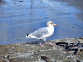 [picture: Gull]