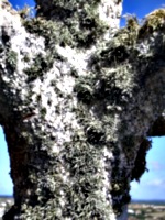 [picture: Encrusted stone cross 2]