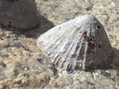 [Picture: Cockle shell]