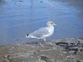 [Picture: Gull]