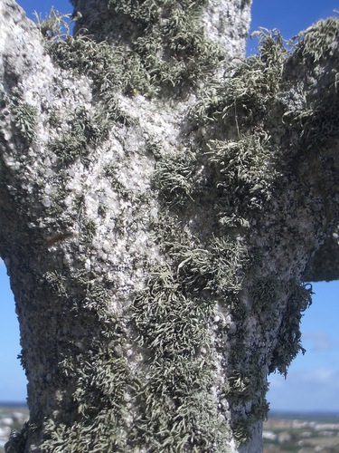 [Picture: Encrusted stone cross 2]