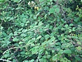 [Picture: Blackberry bush]