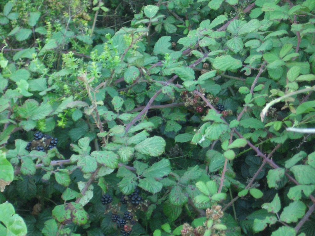 [Picture: Blackberry bush 2]