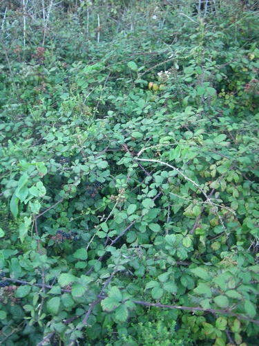 [Picture: Blackberry bush 3]