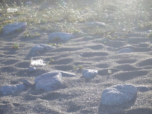 [Picture: Footprints in the soft dry sand]