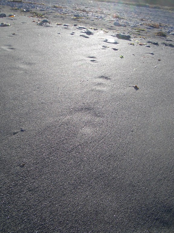 [Picture: Bare footprints in wet sand 2]