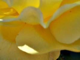 [picture: Yellow flower up close]