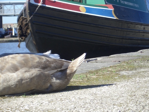 [Picture: The back end of a duck and the front end of a boat]