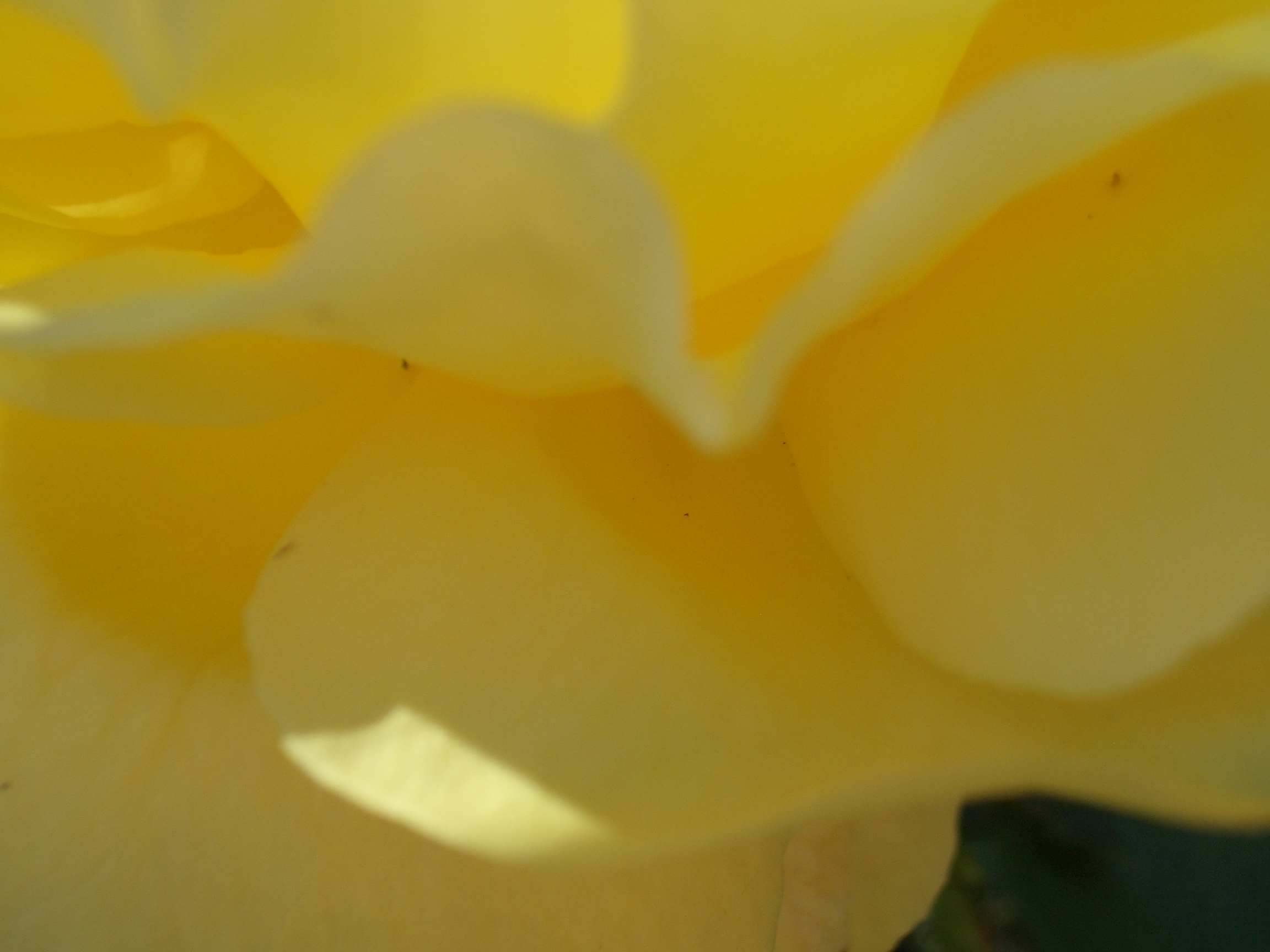 [Picture: Yellow flower up close]