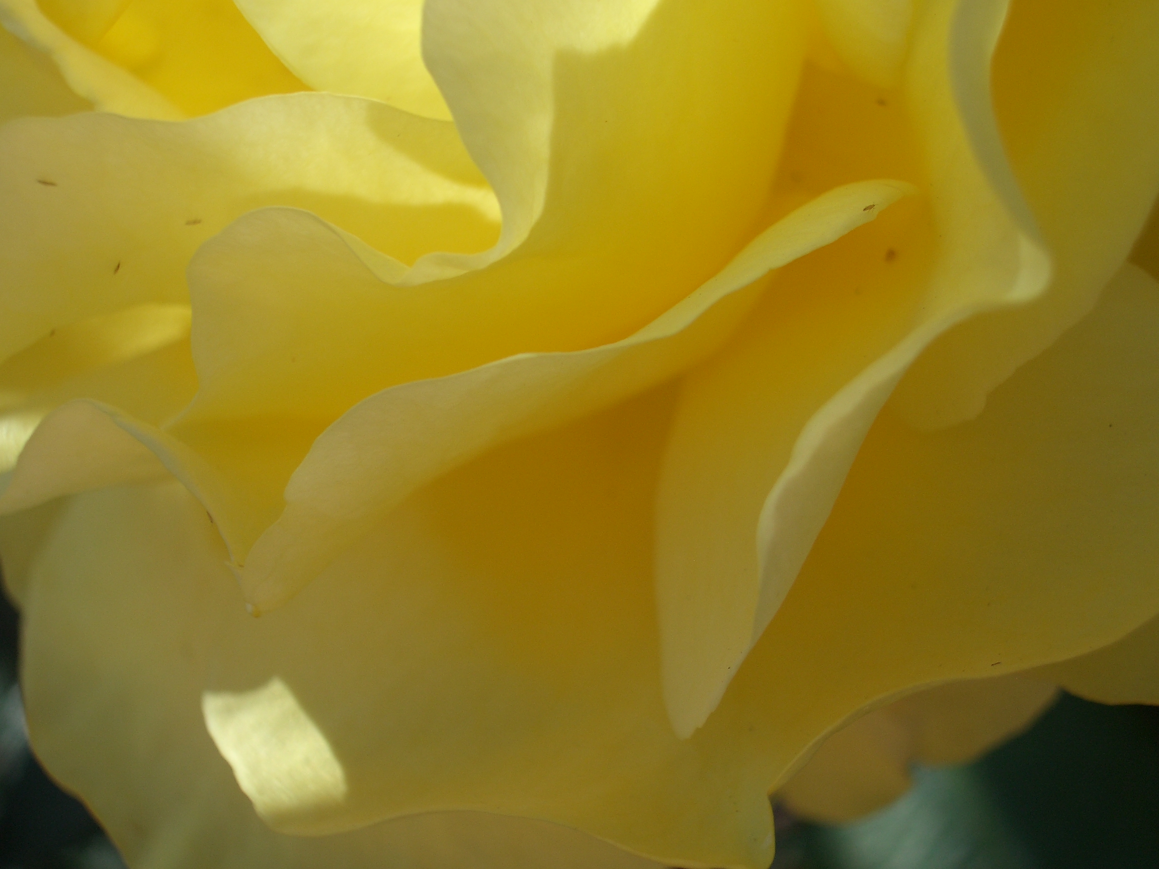 [Picture: Yellow flower up close 2]