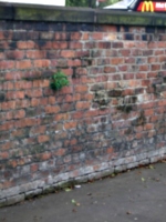 [picture: brick wall 2]