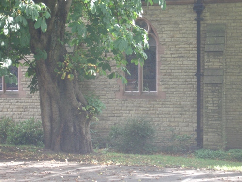 [Picture: Church with tree]