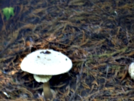[picture: Fuzzy mushroom]