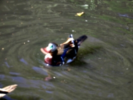 [picture: Duck In Motion]