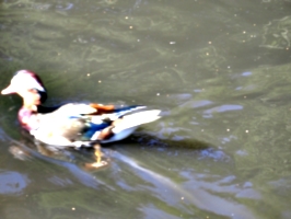 [picture: Duck in Motion 2]
