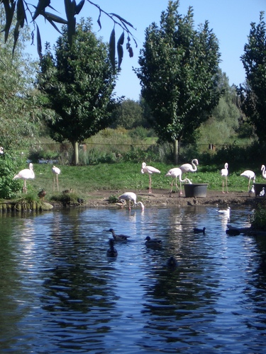 [Picture: Flamingos]