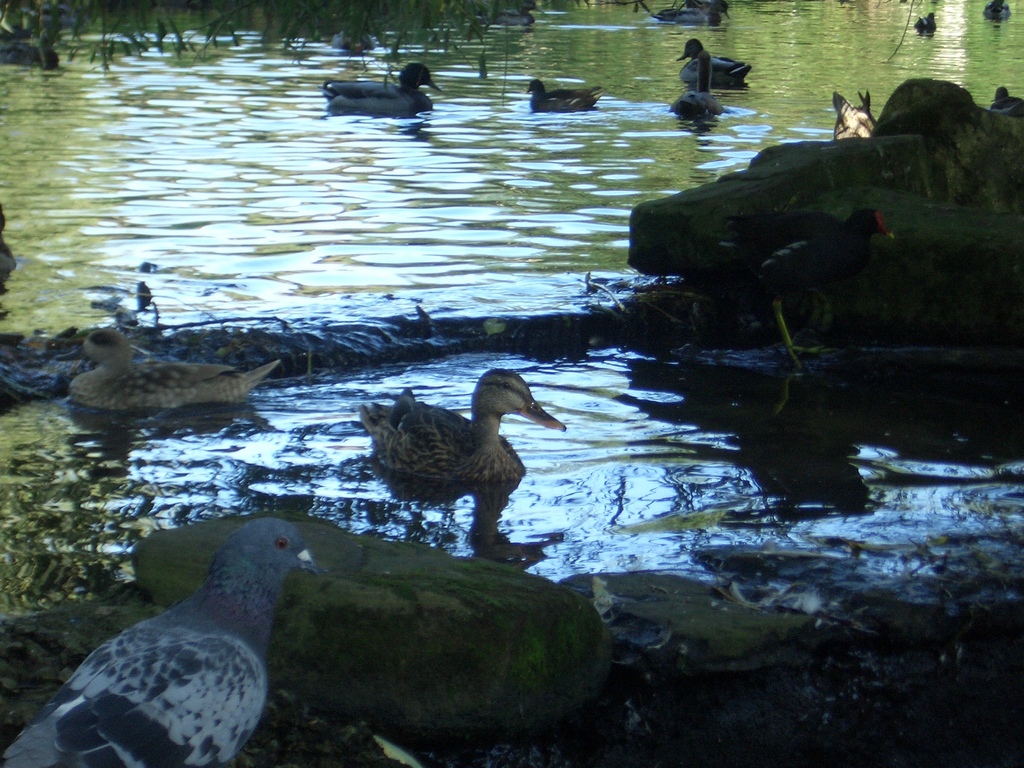 [Picture: Mallard ducks.]