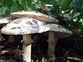 [Picture: Mushrooms]