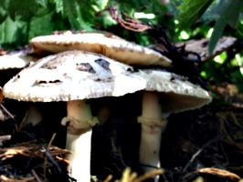 [Picture: Mushrooms]