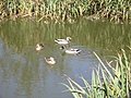 [Picture: Ducks]