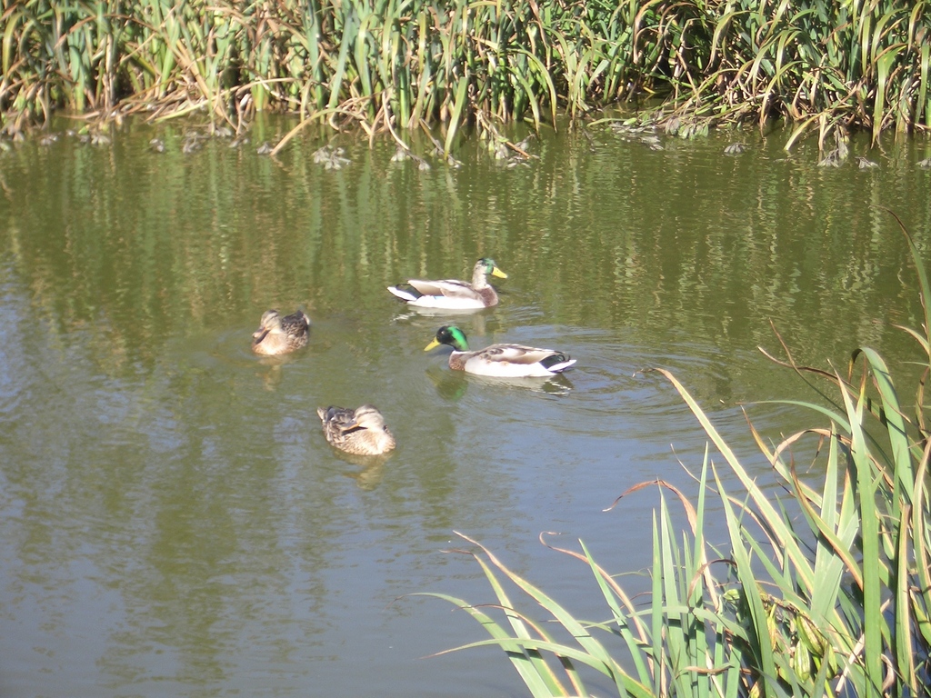 [Picture: Ducks]