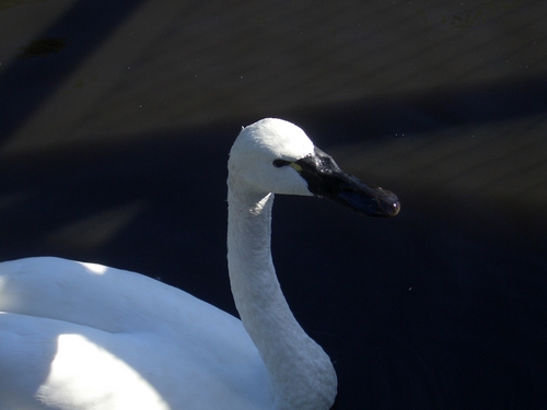 [Picture: Swan]
