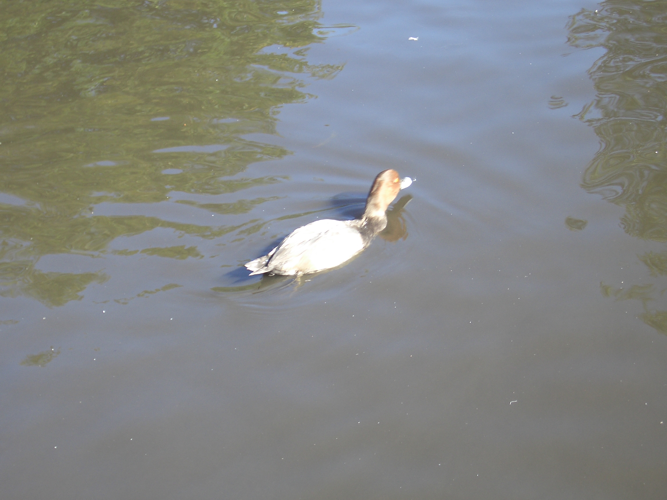 [Picture: Swimming bird]