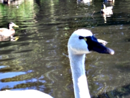 [Picture: Swan’s Head]