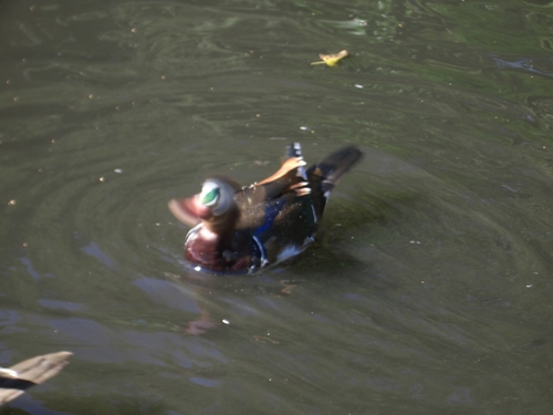 [Picture: Duck In Motion]