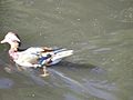 [Picture: Duck in Motion 2]
