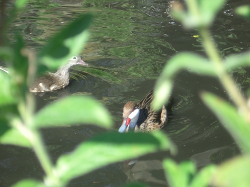 [Picture: Bird hiding behind leaves]