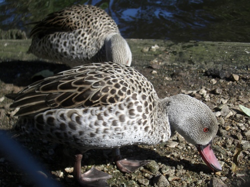 [Picture: Bird with red beak]