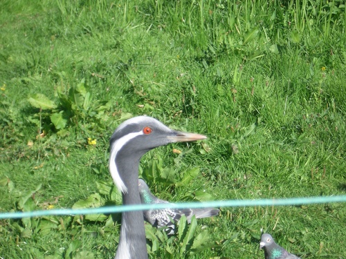 [Picture: Bird with red eye]