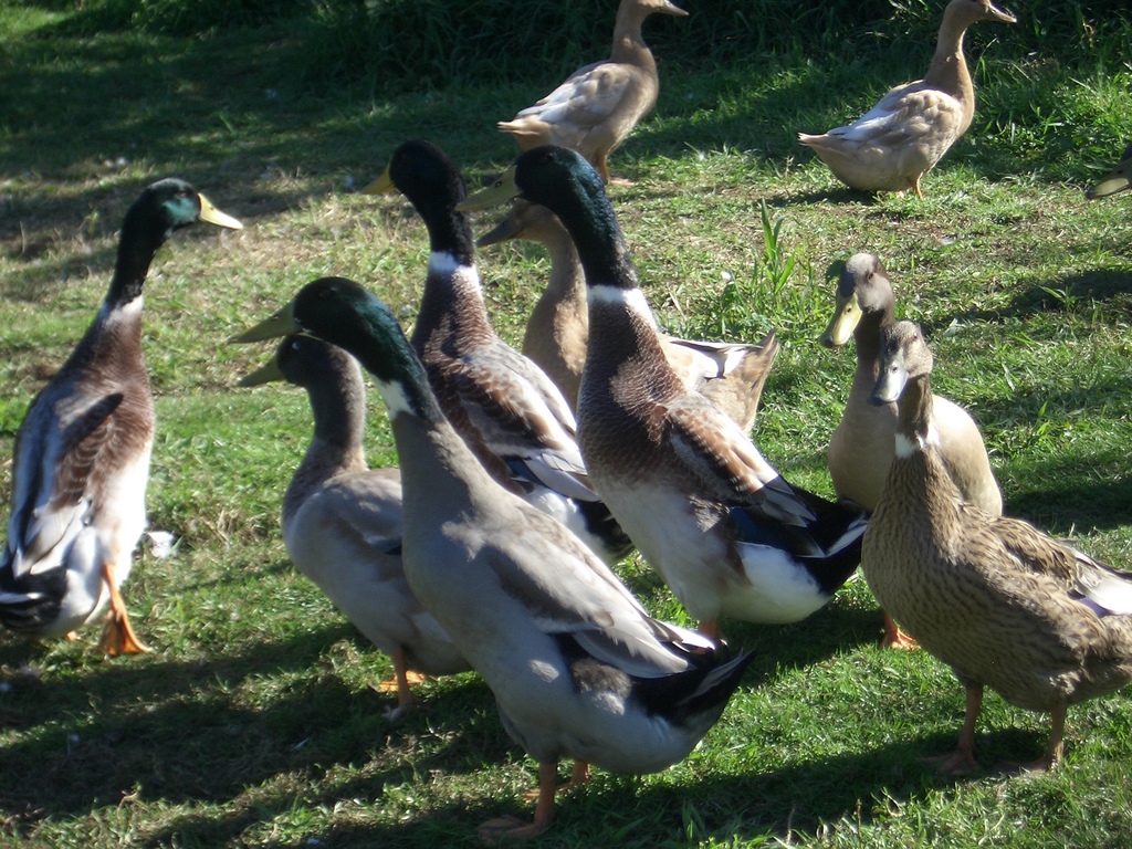 [Picture: Ducks.]