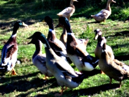 [Picture: Ducks.]