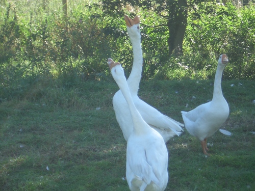 [Picture: Geese]