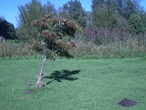 [Picture: Tree with small pile of earth]