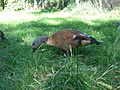 [Picture: Brown bird in grass]