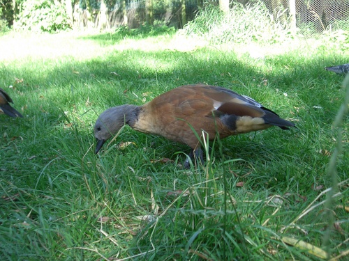 [Picture: Brown bird in grass]