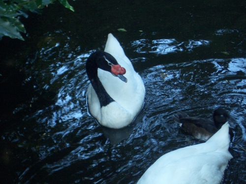 [Picture: Ugly bird in swirly water]