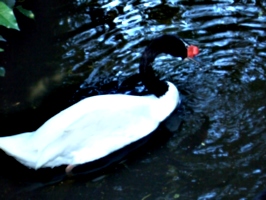 [Picture: Ugly bird in swirly water 2]
