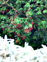 [picture: Blurry plants]