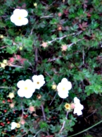 [picture: Overexposed daisies]