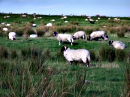[picture: Panorama - Sheep-covered hills: 1]