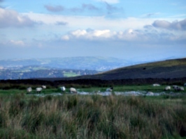 [picture: Panorama - Sheep-covered hills: 3]