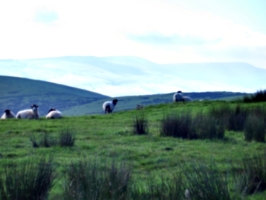 [picture: Panorama - Sheep-covered hills: 4]