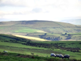 [picture: Panorama - Sheep-covered hills: 5]