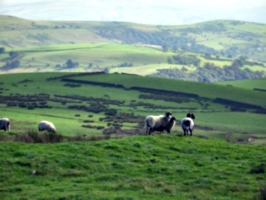 [picture: Panorama - Sheep-covered hills: 7]